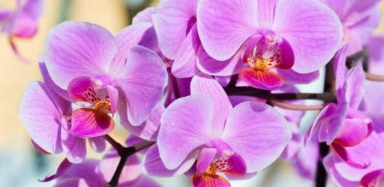Přesazování orchidejí: základní pravidla pro dobrý růst a kvetení. Chcete, aby vaše orchidej bujně a dlouho kvetla? Dodržujte jednoduchá, ale důležitá pravidla přesazování!