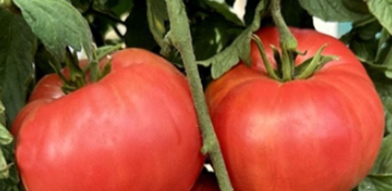 Kvasnice – přírodní zázračný hnojivo pro bohatou úrodu velkých a sladkých rajčat….