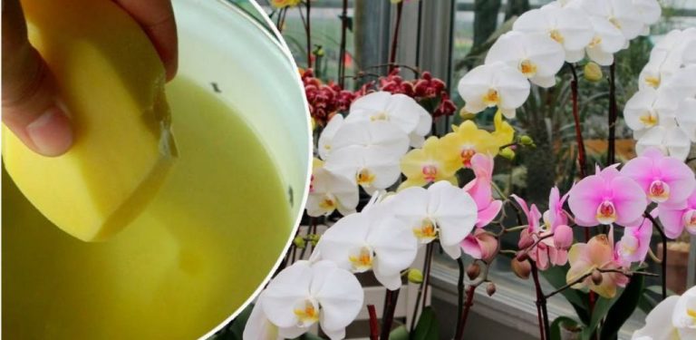Nakrmila jsem svou orchidej tímto nápojem a ona mi to oplatila. Nejlepší způsob péče o květinu