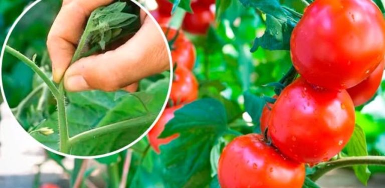 5 důležitých věcí, které je třeba udělat v srpnu pro rajčata – urychlíme zrání a získáme sladké, šťavnaté plody!