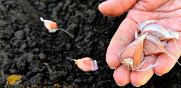 Ozimý česnek – záruka bohaté úrody v příštím roce! Zkušení zahradníci jsou přesvědčeni: správně zvolené termíny výsadby a příznivé dny podle lunárního kalendáře pomohou sklidit velké a pevné hlávky.