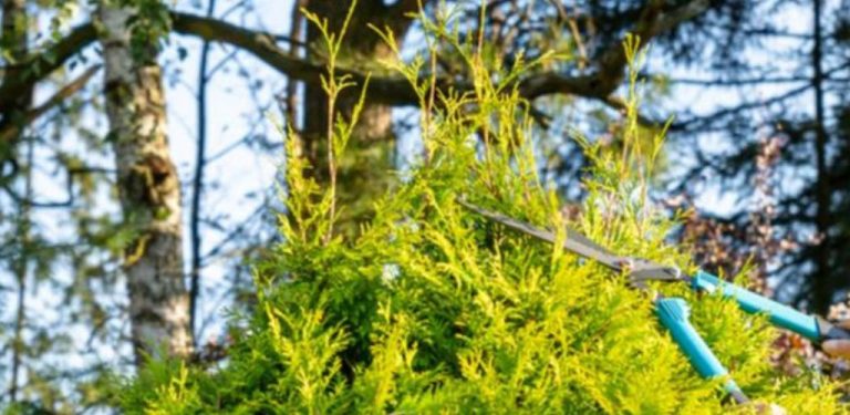 Správné stříhání tui: jak se vyhnout 7 častým chybám, které mohou zničit vzhled rostliny