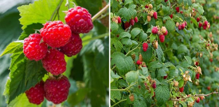 Chcete bohatou úrodu malin? Postupujte podle těchto jednoduchých a účinných metod pro všechny zahradníky…