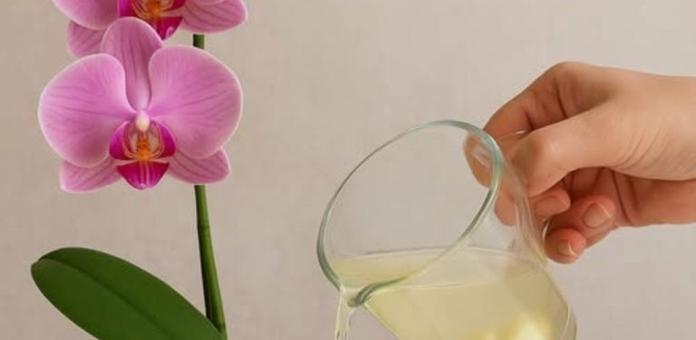 Bez kapky vody: moje orchideje rozkvetly jako nikdy předtím! Nečekané tajemství bujného kvetení!