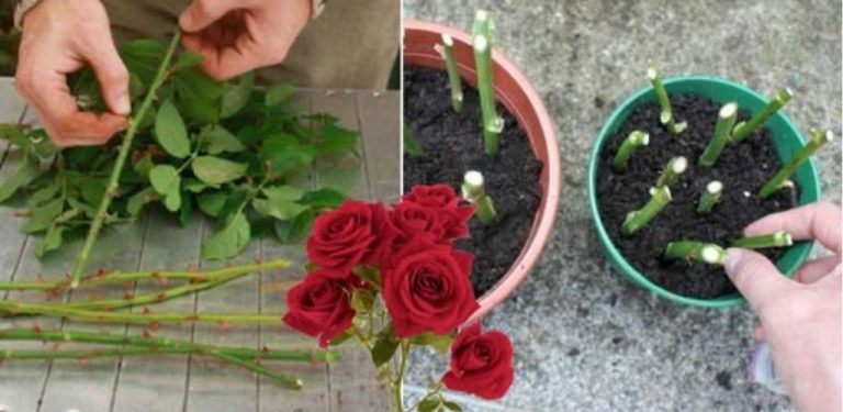 Jak zakořenit růži z darovaného kytice: vyzkoušela jsem to a nelitovala jsem. Teď je celá zahrada plná růží! Sdílím svůj trik!