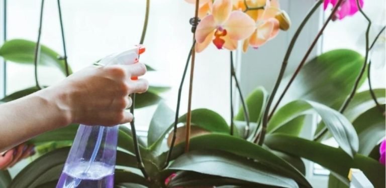Použijte toto k zalévání orchideje místo vody!