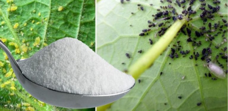 Černý blecha na okurkách už nemá šanci! 8 účinných metod přírodního boje