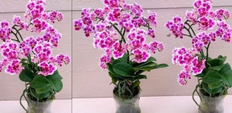 Sousedka vyhodila orchidej, já jsem ji odnesla a po dvou měsících jsem jí vrátila zdravou květinu. Dělím se o svůj způsob obnovy!
