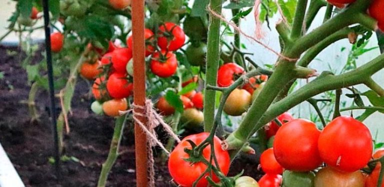 Proč odstraňovat všechny listy z rajčat a jak to správně dělat. Rady agronoma
