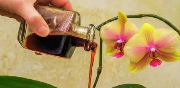 Vylijte láhev pod kořen a orchidej bude kvést jako bláznivá! Představím vám 3 levné a velmi účinné tinktury.