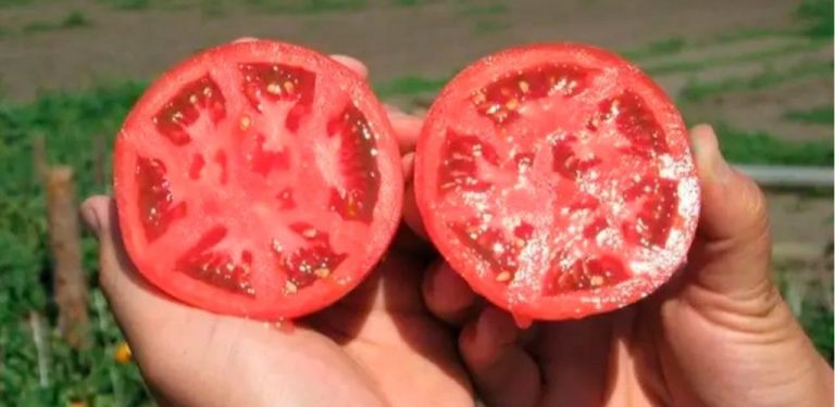 Chcete mít na příští rok vlastní kvalitní semena rajčat? Připravili jsme pro vás podrobný návod, jak je správně sklízet a bezchybně skladovat.