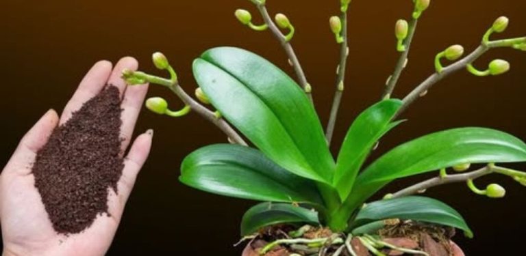 Orchidej vyprodukovala pětkrát více květů. Sdílím s vámi 100% přírodní hnojivo.