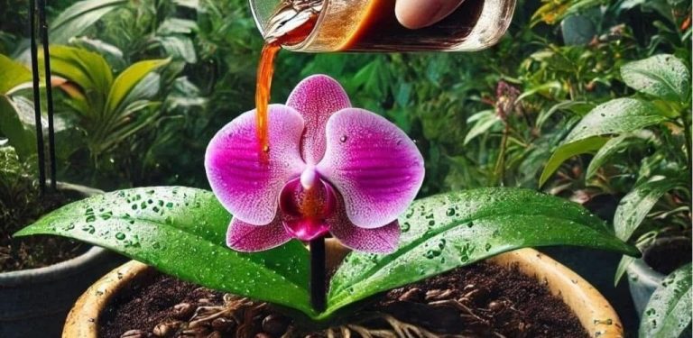 Dejte 1 lžíci tohoto přípravku! I ta nejslabší orchidej, která nikdy nekvetla, brzy rozkvete!