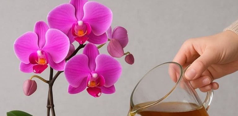 Proč sousedce orchidej kvete, ale vám ne? Jde o to, že ona přesně zná jeden trik! Nečekané tajemství bujného kvetení!