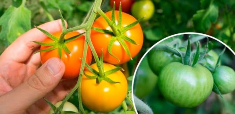 Rajčata nechtějí zčervenat? Existuje jeden velmi jednoduchý, ale neuvěřitelně účinný trik, který urychluje zrání plodů přímo na keři!