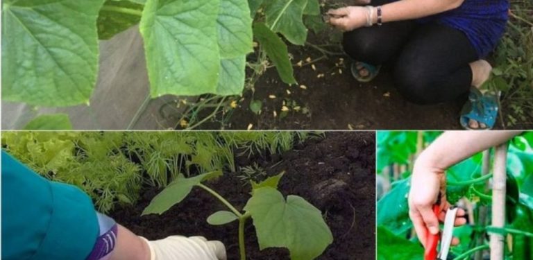 Řezání listů a tvarování keřů okurek: Techniky, výhody a metody použití