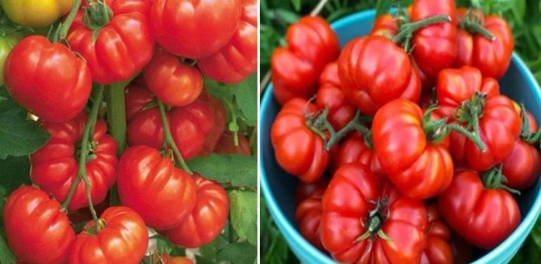 Klíčové tipy pro bohatou úrodu rajčat na volném poli – zavlažování, péče, hnojení….