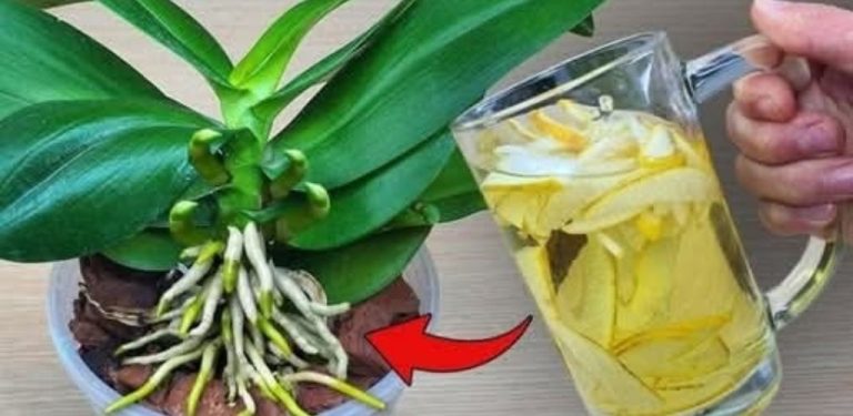 Orchidej vyprodukovala pětkrát více květů díky 100% přírodnímu a účinnému hnojení.