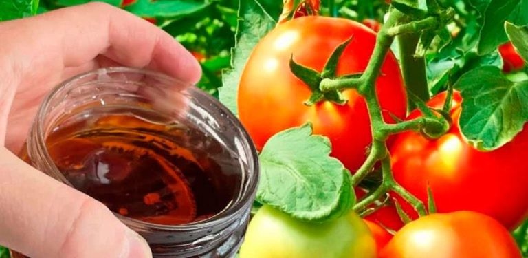 Hnojivo pro rajčata, kterým se zalévají keře v srpnu během zrání