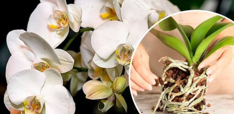 Neopakujte chybu! Jak správně zastřihnout vzdušné kořeny orchideje, aby nedošlo ke ztrátě květu. Zkušení pěstitelé květin vědí, že nadměrné zastřižení může rostlinu stát život. Zjistěte tajemství správného zastřihování!