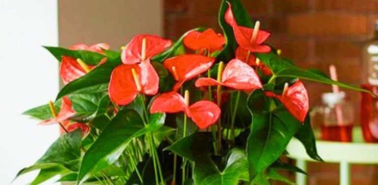 Všechny své známé jsem naučila rozmnožovat anthurium pomocí lístků! Skvělý výsledek zaručen!