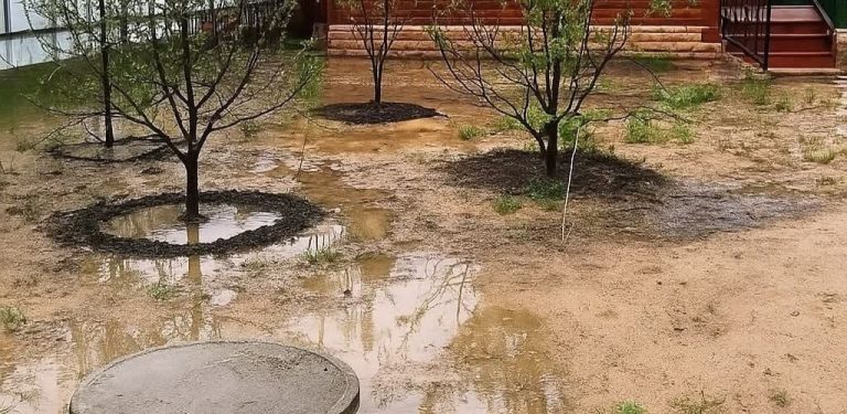 Stromy-vysoušeče: co zasadit vedle žumpy, aby se nemusela vypouštět