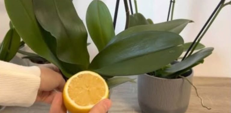 Proč se orchideje zalévají citronovou vodou: výsledek na sebe nenechá dlouho čekat