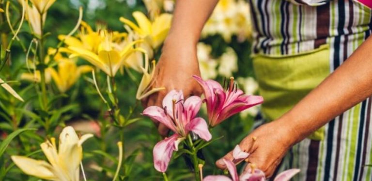 5 rostlin, které potřebují srpnové prořezávání. Chcete, aby vaše zahrada vzkvétala a potěšila vás úrodou v příštím roce? Zjistěte, které rostliny je nutné prořezat právě v srpnu, aby byly silné a zdravé.