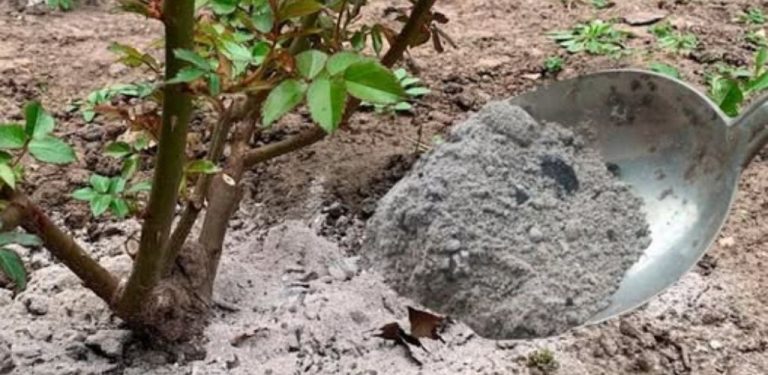 Růže vám poděkují. Chcete mít na zahradě spoustu růží? Pak se o ně správně starejte!