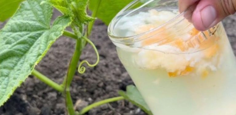 Prarodiče to používali a měli okurky velké jako dlaň! Málo známé, ale velmi účinné tajemství pro zdravou a bohatou úrodu