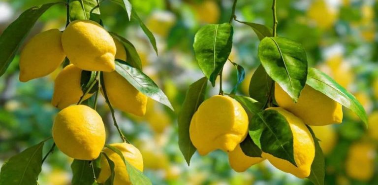 Citron pomáhá léčit játra, zbavuje vás žlučových kamenů, chrání srdce a čistí tělo od toxinů….