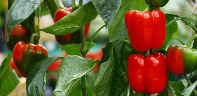 Hnojení papriky v srpnu – účinné produkty a přírodní triky pro chutnou a bohatou úrodu