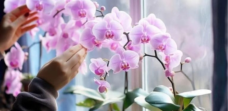 Vylijete ji do umyvadla a já zalévám orchidej. Stonky se ohýbají pod tíhou květů. Sdílím trik