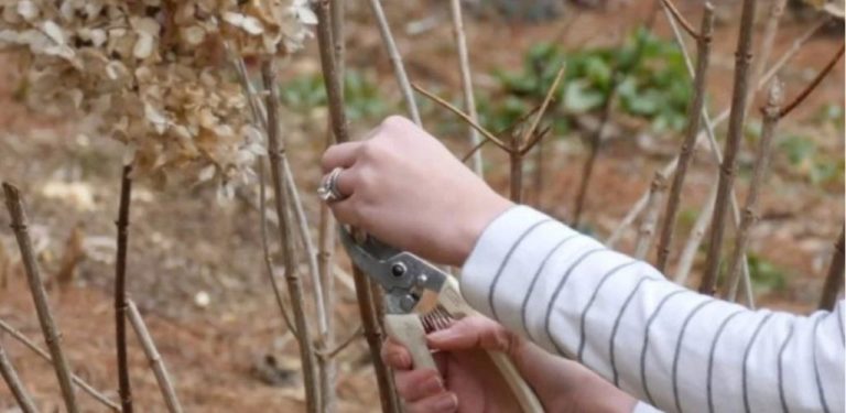 Všechna tajemství správného stříhání hortenzií. Stříhání rozhoduje o tom, jak budou hortenzie vypadat příští léto.