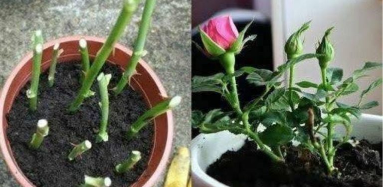 I hůlka vyraší. Kouzelný roztok pro zakořenění řízků: výsledek uvidíte už za dva dny!
