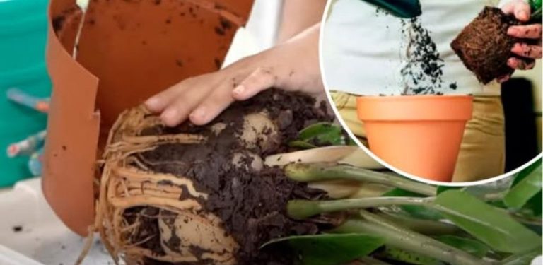 Květiny také mluví! Neumí mluvit slovy, ale vždy nám dávají signály. Pokud vaše pokojová květina ztratila lesk, listy začaly žloutnout nebo kořeny vylézají z květináče, je to znamení, že nutně potřebuje přesadit!