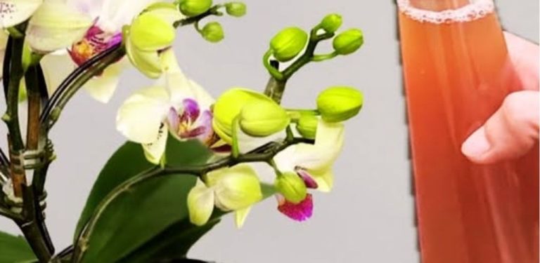 Orchideje kvetou po celý rok! V komentářích se podělím o recept na speciální, zdravý nálev.