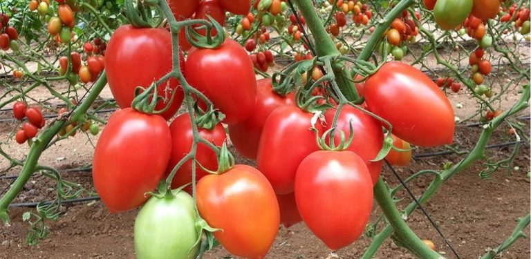 Příští sezónu nesázejte rajčata, aniž byste do jamky přidali tyto ingredience! Výsledky jsou úžasné.