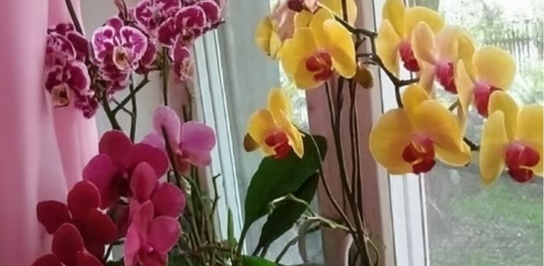 Nejjednodušší způsob rozmnožování orchideje listem: výsledek vždy potěší