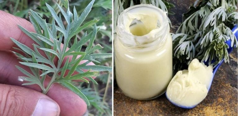 Zapomenutý recept našich prarodičů – Pelinova mast pro zdravou pokožku a silné klouby (jak se připravuje a jak se používá)…