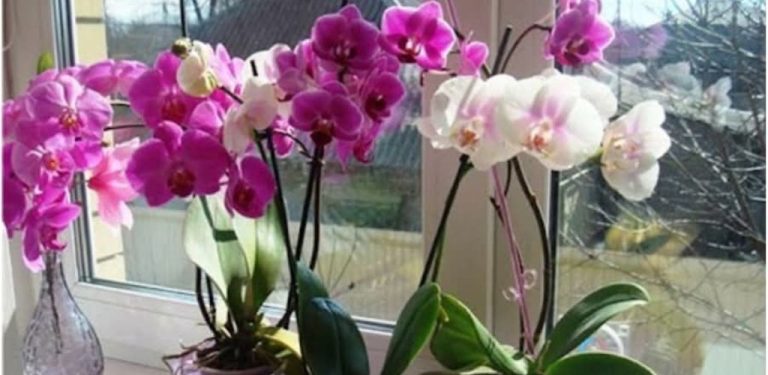 Levný způsob, jak zachránit vaše orchideje před chorobami