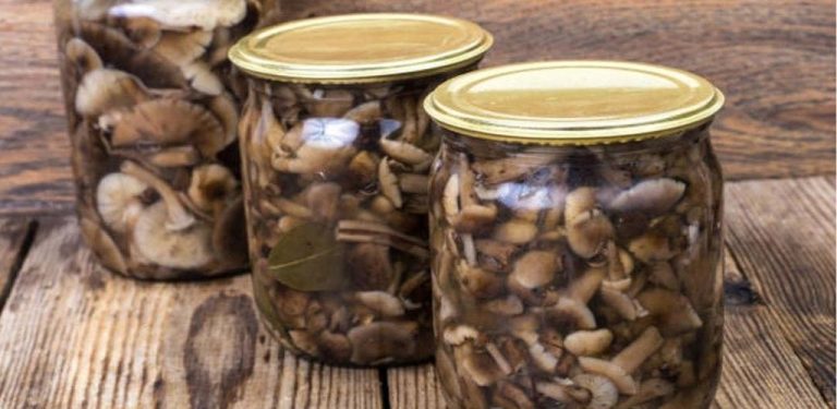 Hlívy v octě – lahodný recept, který by letos na podzim neměl chybět ve vaší spíži…