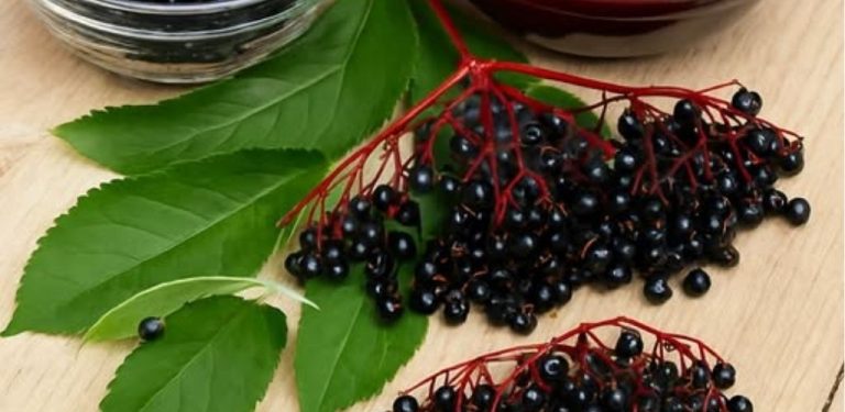 Nápoj života z černého bezu – skutečný poklad! To je třeba vědět!