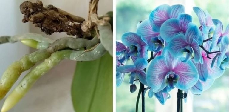 4 kyseliny, které oživí jakoukoli orchidej. Kořeny budou rychle růst a kvést jako dříve!