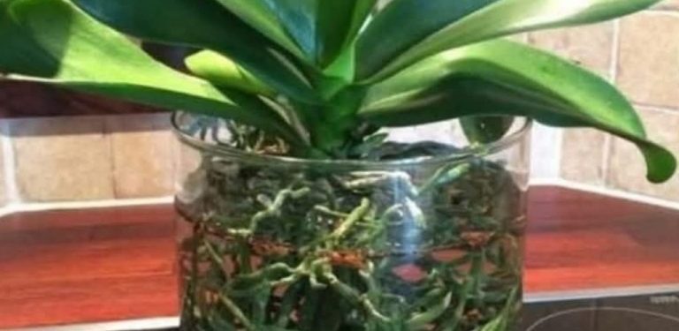 Peroxid vodíku způsobí, že tvrdohlavá orchidej rozkvete jeden poupě za druhým