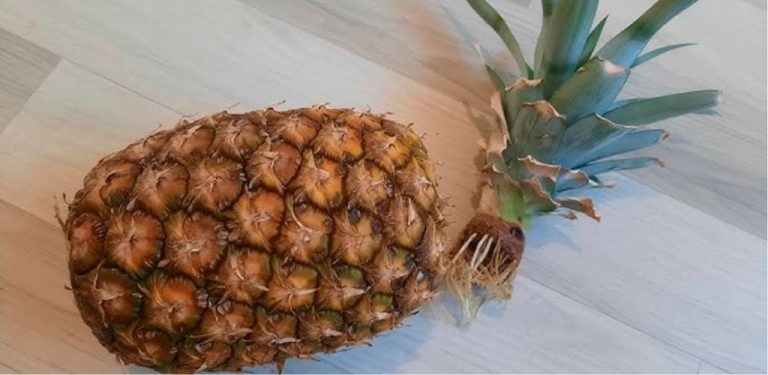 Ananas v květináči přímo u vás doma – to je možné! Vypěstujte si ho z vrcholu zralého ovoce – je to snadné, neobvyklé a efektní.