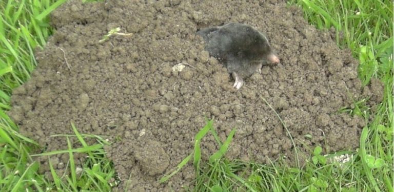 Osvědčená metoda na odhánění krtků – levné řešení, ale funguje