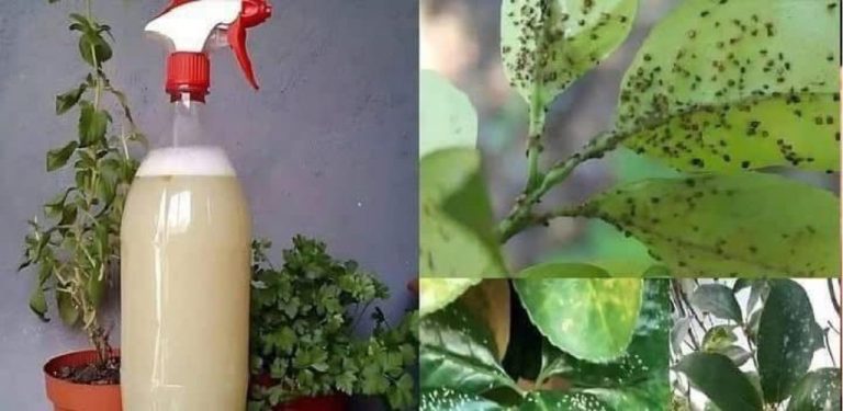 Mšice a červci zmizí okamžitě díky tomuto přírodnímu a domácímu pesticidu!
