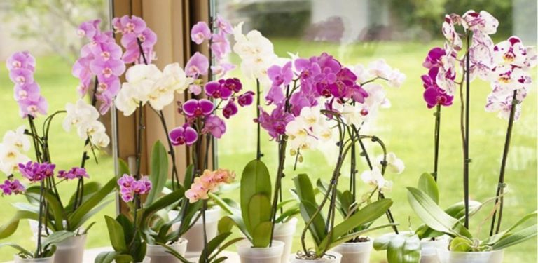Česnek – kouzelný elixír pro orchideje. Za měsíc budete mít spoustu krásných a bohatých květů.