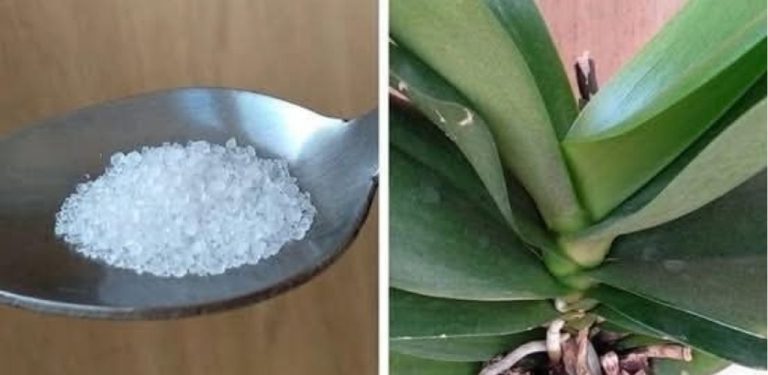 Citronová voda – tajemství bujného kvetení orchidejí! Pokud vaše orchidej „spí“, tento roztok ji probudí během několika týdnů! Kdy ji použít a kdy je to přísně zakázáno?